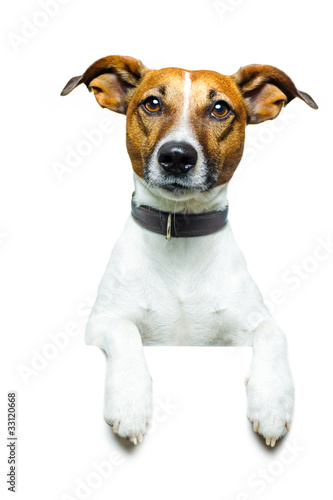 Photo: Hund mit plakat Hund mit plakat