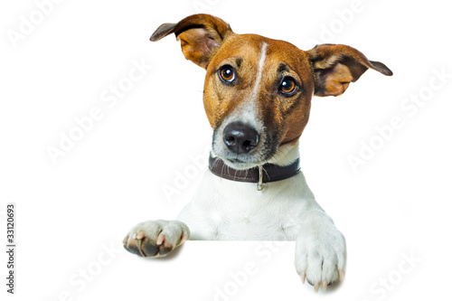 Photo: Hund mit plakat oder banner Hund mit plakat oder banner