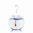 gold fish in a fishbowl