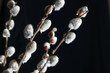 Spring pussy willows