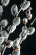 Spring pussy willows