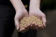 Wheat cereal Wheat cereal
