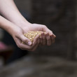 Wheat cereal Wheat cereal