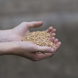 Wheat cereal Wheat cereal