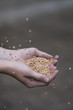 Wheat cereal Wheat cereal