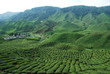 Plantation de thé