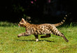 Laufende Bengalkatze
