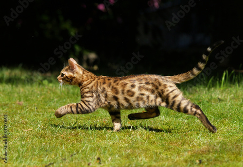 Photo: Laufende Bengalkatze Laufende Bengalkatze