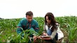 Farmer and researcher analysing corn plant