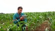 Farmer with electronic tablet analyzing corn field