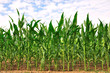 rangées de maïs