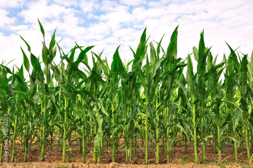 Photo: rangées de maïs rangées de maïs
