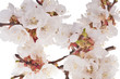 lot of cherry flowers on white background lot of cherry flowers on white background