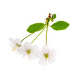 three white cherry tree flowers three white cherry tree flowers