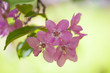 apple tree pink flowers macro apple tree pink flowers macro