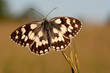 Schachbrettfalter