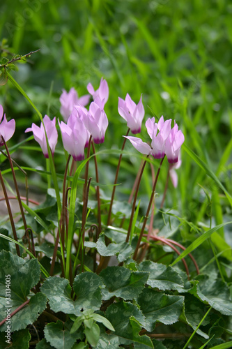 Photo: Cyclamen Flower Cyclamen Flower