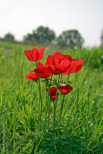 Photo: Poppy Poppy