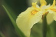 花菖蒲・愛知の輝 (堀切菖蒲園)