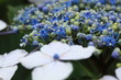 紫陽花 (堀切菖蒲園沿道)