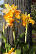 Fleurs de cannas oranges devant un tronc d'arbre Fleurs de cannas oranges devant un tronc d'arbre
