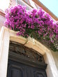 Bougainvilliers à Bormes les Mimosas