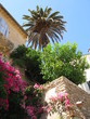 Verdure à Bormes les mimosas