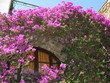 Bougainvilliers à Bormes les Mimosas
