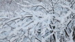 Trees under snow . Dolly shot