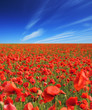 Photo: Beautiful poppy field Beautiful poppy field