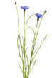 cornflower