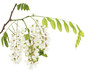 acacia