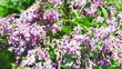 Turning lilac HD