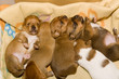 Foto: Welpen Welpen