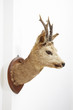 stuffed animal 剥製