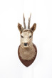 stuffed animal 剥製