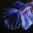 Betta