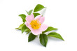 Blossom of wild rose isolated on white