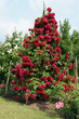 Rosenpyramide_6072