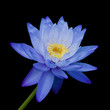 Blue Waterlily