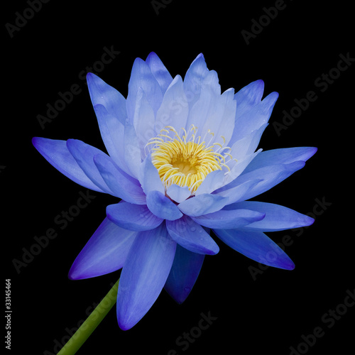 Photo: Blue Waterlily Blue Waterlily