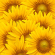 Sunflower background Sunflower background