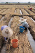 Farmers are working