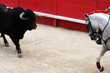 corrida corrida