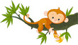 Baby monkey on a tree