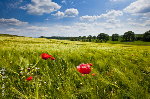 Foto: Getreidefeld, Mohn Getreidefeld, Mohn