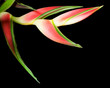 Heliconia flower on black