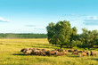 Foto: Sheeps on pasture Sheeps on pasture