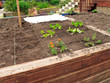 Front Yard garden