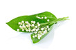 Bouquet of lilies of the valley